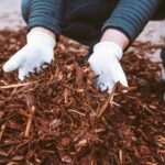 Wood Chips vs Mulch