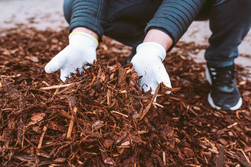 Wood Chips vs Mulch